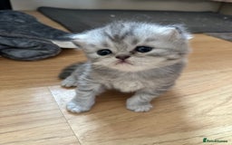 Persian cats for sale: 2 stunning pure pedigree Persian chinchilla kitten - Image 4