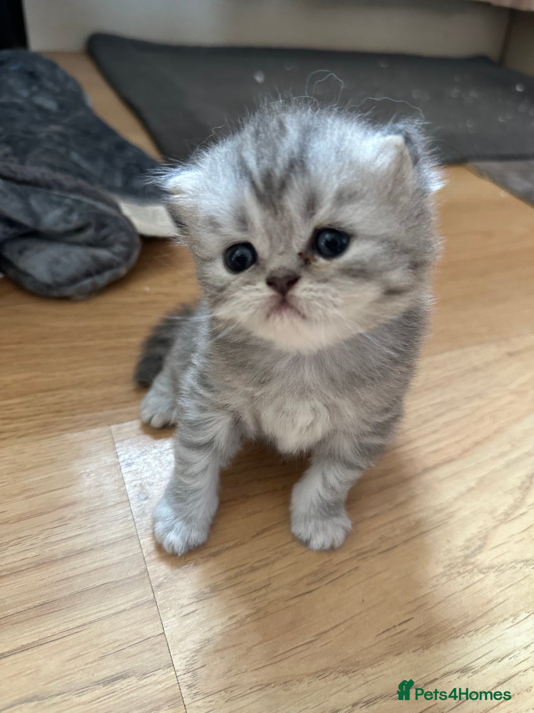Persian cats for sale: 2 stunning pure pedigree Persian chinchilla kitten - Image 4