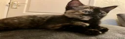 Mixed Breed cats for sale: 2 Lovely kittens for sale (1 boy, 1 girl) - Advert 22