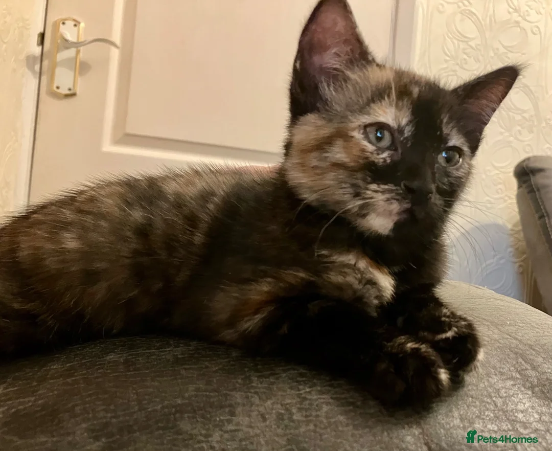 Mixed Breed cats for sale: 2 Lovely kittens for sale (1 boy, 1 girl) - Advert 22