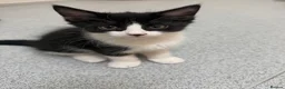 Mixed Breed cats for sale: Cute maine coone + domestic shorthair kittens - Advert 15