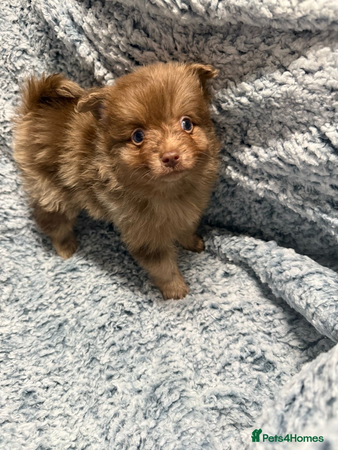 Pomeranian dogs for sale: Puppies Ready for new homes  - Advert 20