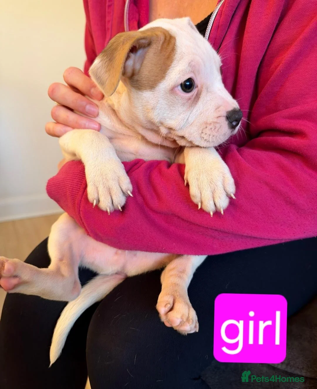 Mixed Breed dogs for sale: 5 staffy puppies - Advert 2