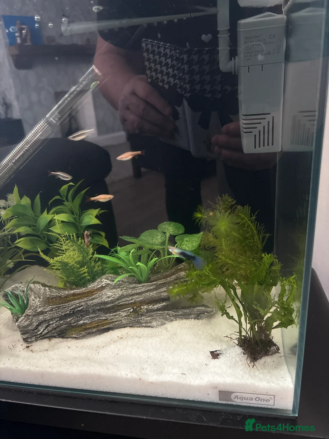 Other/Mixed Breed fish for sale: Fish with aquarium FULL SET UP  in London - Advert 2