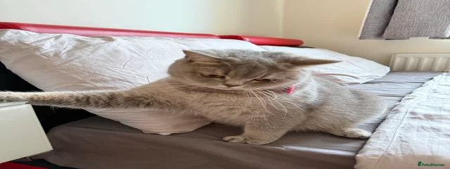 Snowie