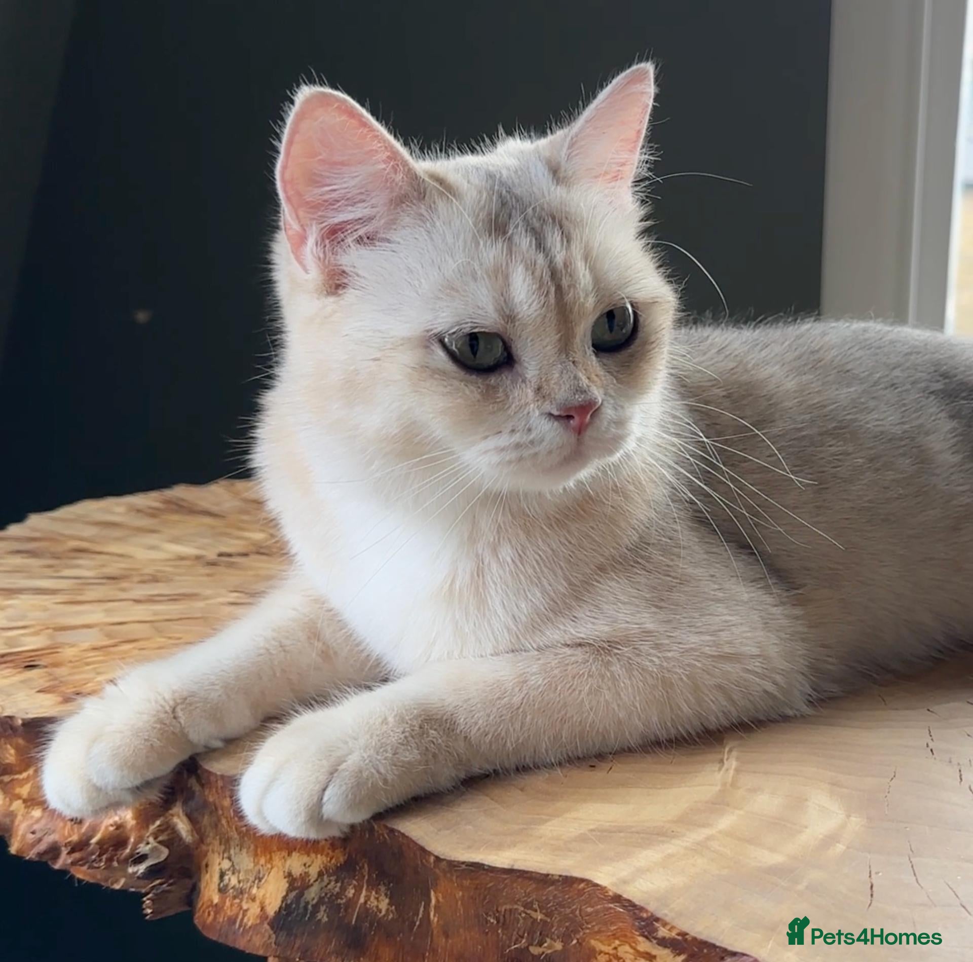 British Shorthair cats for sale: Vlastar Lux Queen- BSH Blue Golden Sunshine av 12 - Advert 1