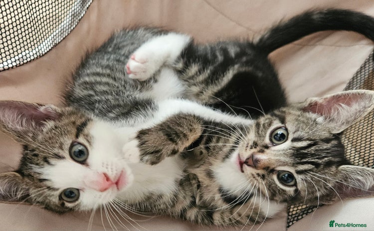 Mixed Breed cats for sale - Advert 1