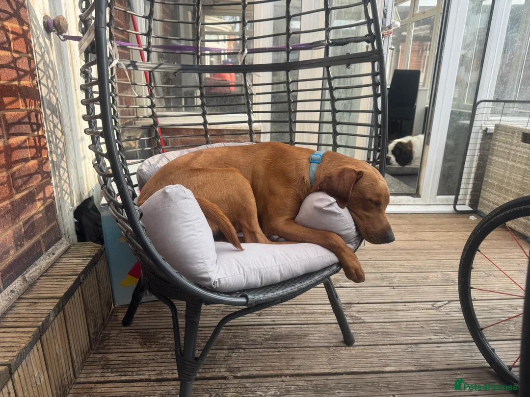 Labrador Retriever dogs for sale: DUE SOON 🐶 KC REGISTERED LABRADOR PUPPIES 🐶  - Advert 4