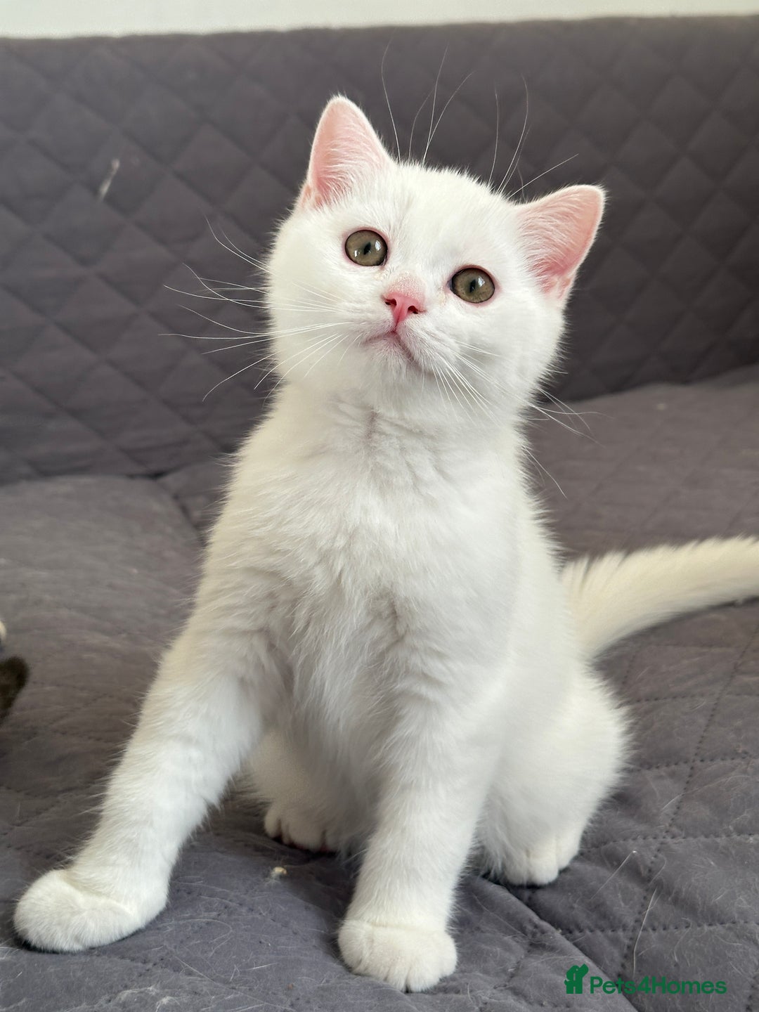 British Shorthair cats for sale: 5 Stunning British Shorthair - Image 15