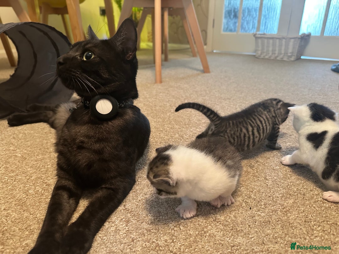 Bengal cats for sale: Kittens for sale- Ready soon 🐾 🩷💙 - Image 2