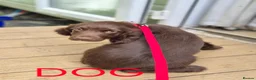 Sprocker dogs for sale: Sproker Puppies  - Advert 3