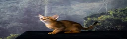 Abyssinian cats for sale: Caspian Boy - elegant, unique champion line🥇 - Advert 23