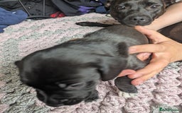Mixed Breed dogs for sale: Beautiful splaffie pups - Image 7