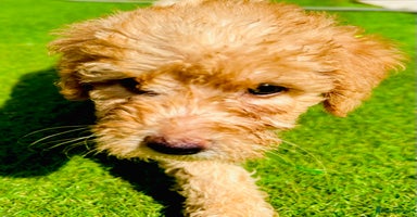 Labradoodle dogs in Milton Keynes - Advert 2