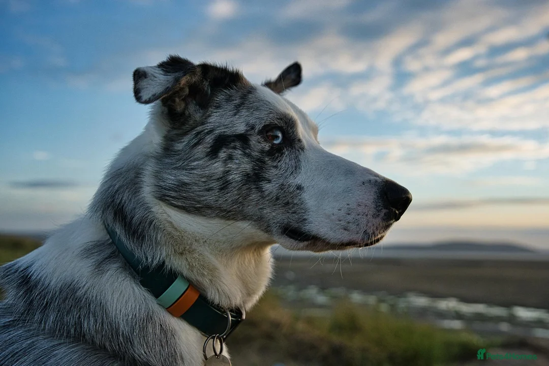 Border Collie dogs for stud: Border Collie Male Available for Stud in Llanelli - Advert 3