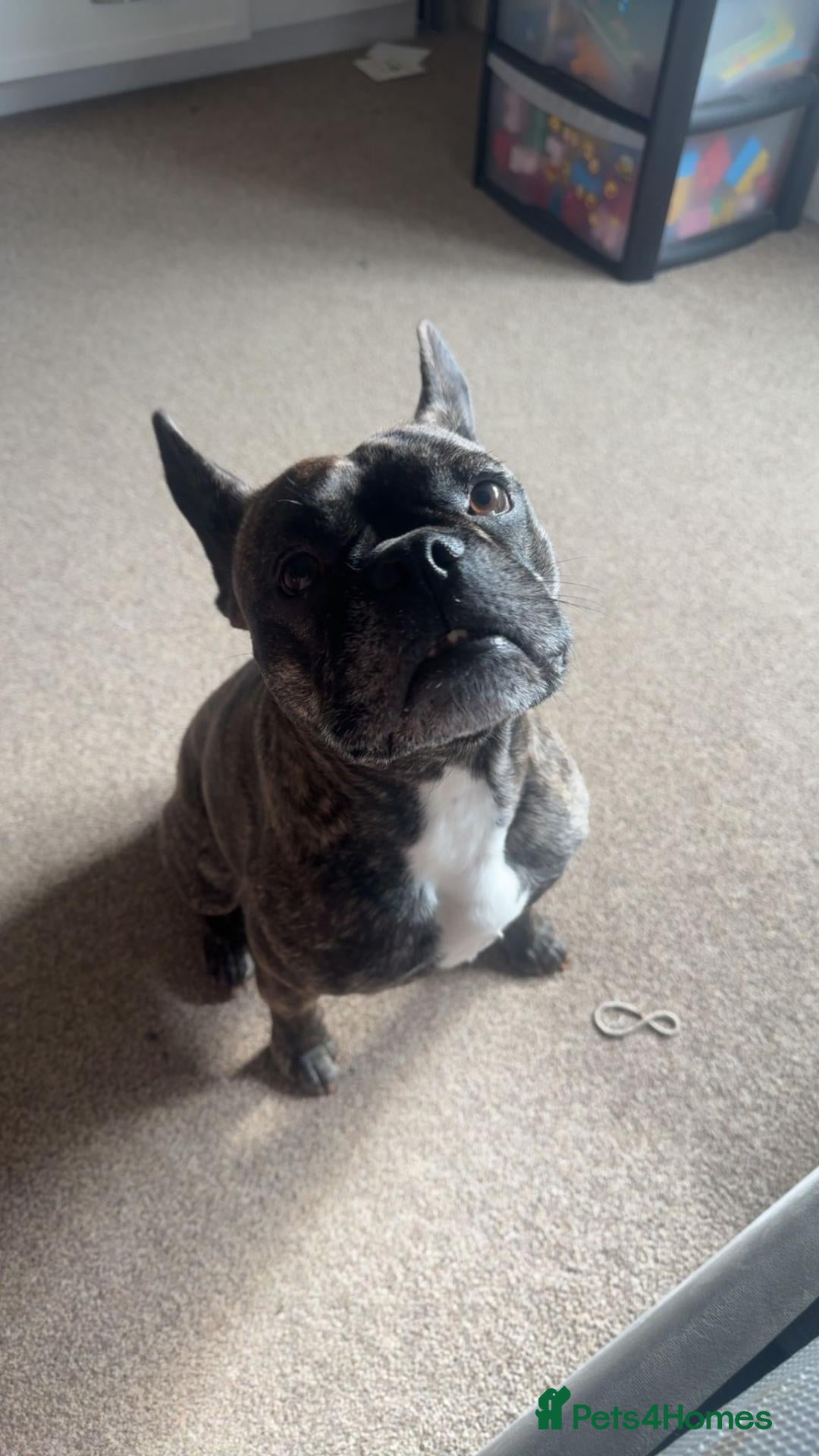 Mixed Breed dogs French x Staffie for rehoming - Advert 2