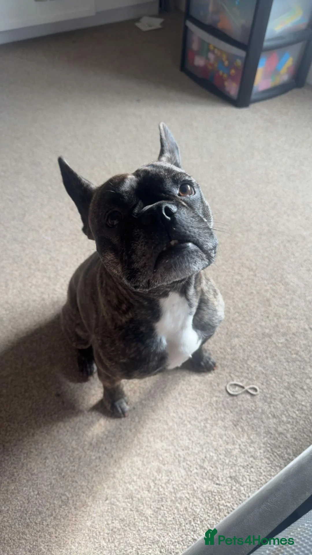 Mixed Breed dogs for sale: French x Staffie for rehoming in Bicester - Advert 1