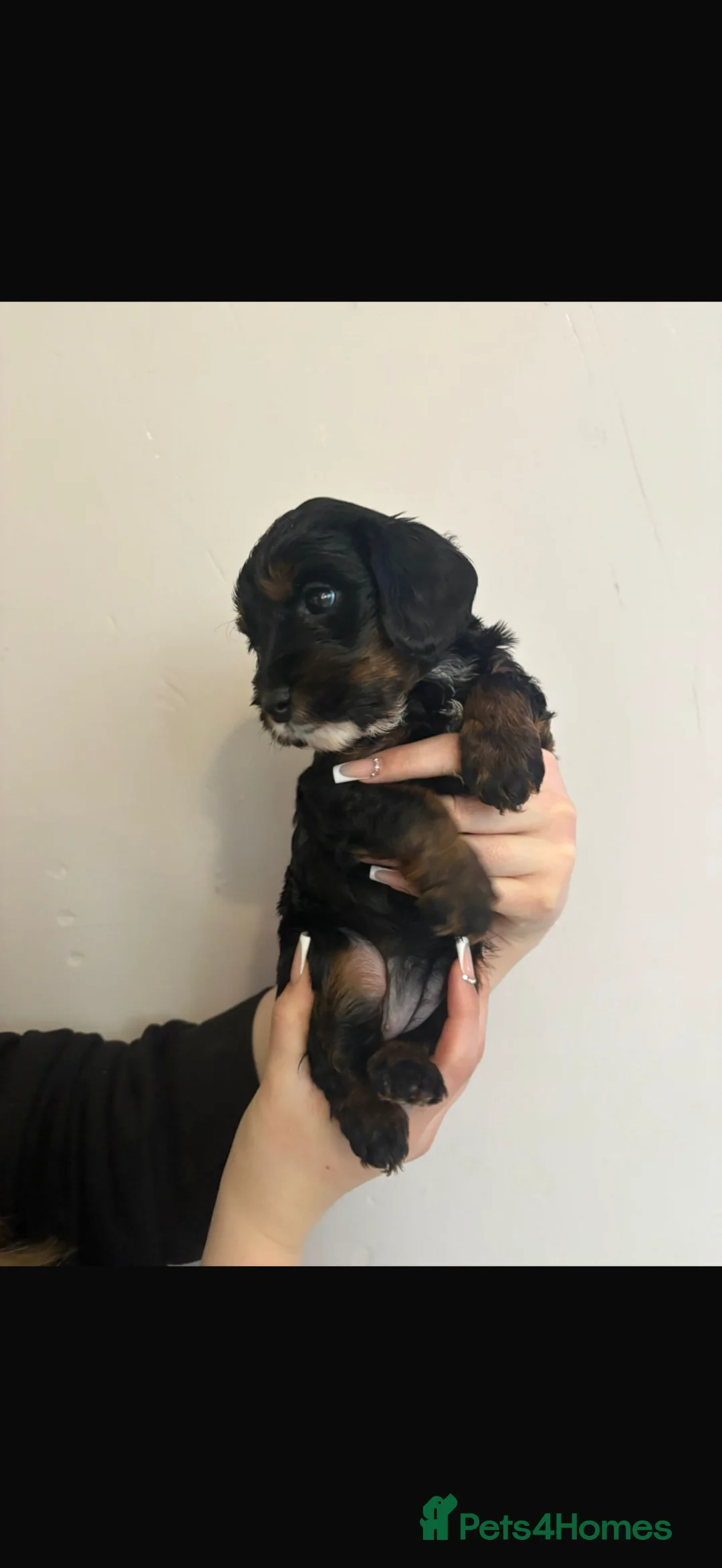 Cavapoo dogs for sale: Last remaining tan phantom cavapoo female  - Advert 2