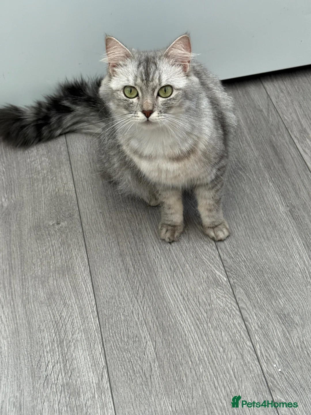 British Shorthair cats for sale: Stunning ragdoll cross BSH litter - Advert 11