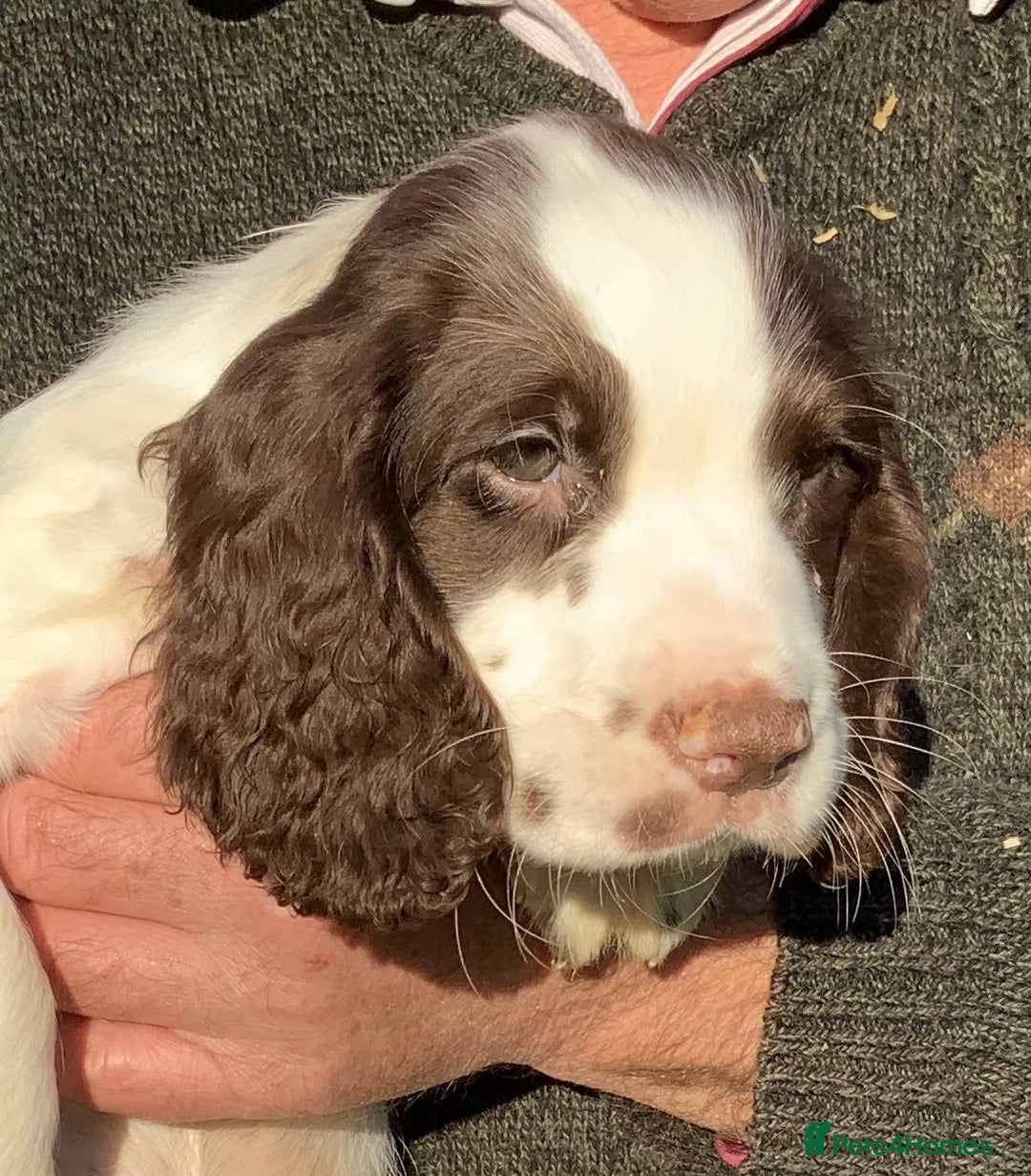 English Springer Spaniel dogs for sale: Springer Spaniel Puppies - Advert 11