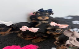 Yorkshire Terrier dogs for sale: Yorkshire Terrier Puppy 5 - 6 beautiful Yorkshire terriers  - Image 19