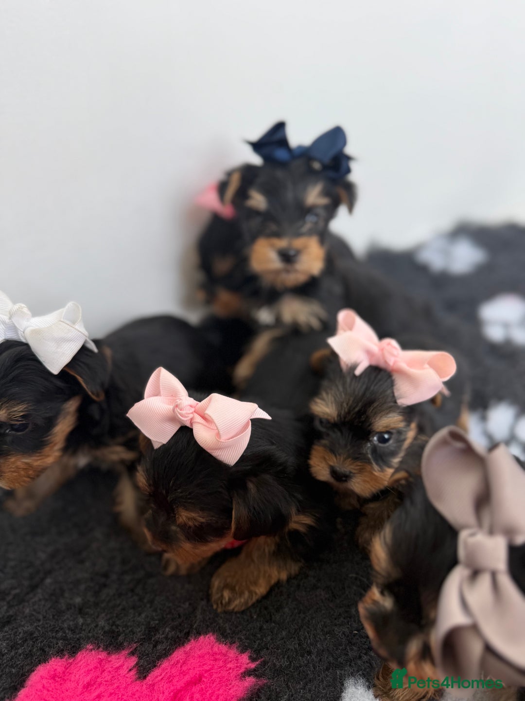 Yorkshire Terrier dogs for sale: Yorkshire Terrier Puppy 5 - 6 beautiful Yorkshire terriers  - Image 19