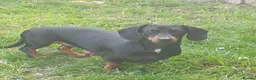 Dachshund dogs for sale: Lovely Litter of 6 Dachshund Puppies  - Advert 1