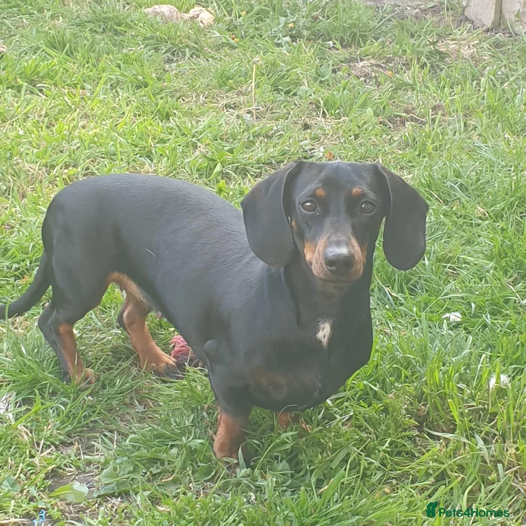 Dachshund dogs for sale: Lovely Litter of 6 Dachshund Puppies  - Advert 1