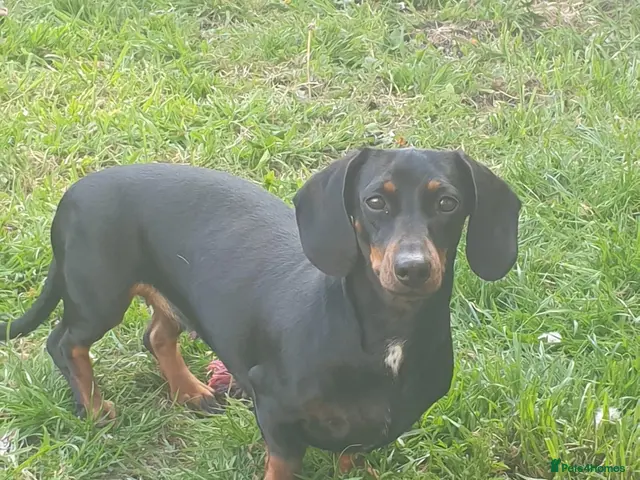 Dachshund dogs for sale: Lovely Litter of 6 Dachshund Puppies - Advert 2