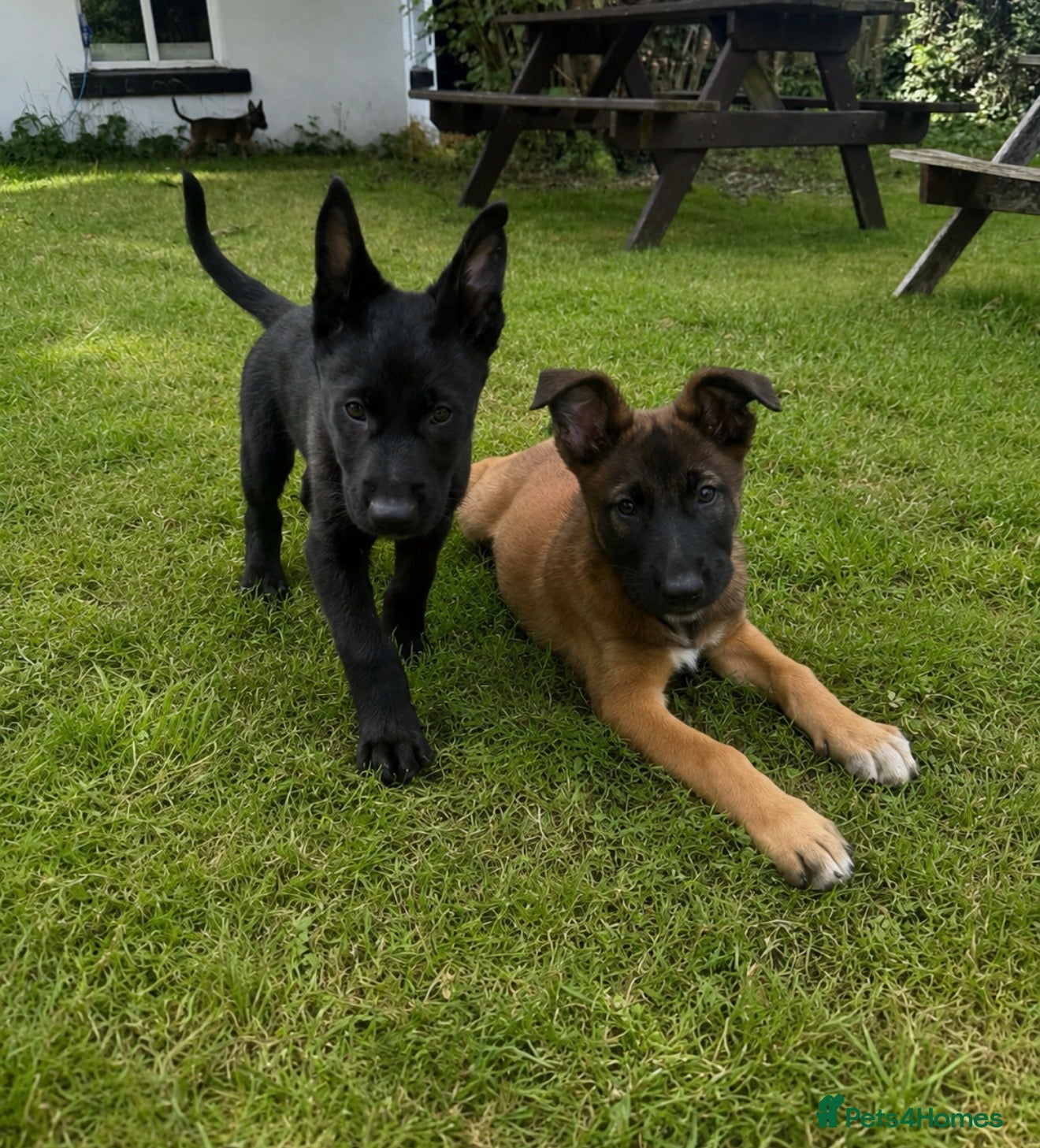 Belgian Shepherd Dog dogs RARE BLACK&BROWN BELGIAN MALINOIS PUPPIES - Advert 5