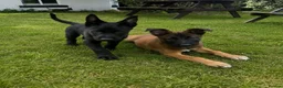 Belgian Shepherd Dog dogs for sale: RARE BLACK&BROWN BELGIAN MALINOIS PUPPIES - Advert 2