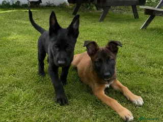 Belgian Shepherd Dog dogs RARE BLACK&BROWN BELGIAN MALINOIS PUPPIES - Advert 5