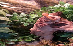 Gecko reptiles for sale: Gecko and vivarium  - Image 3