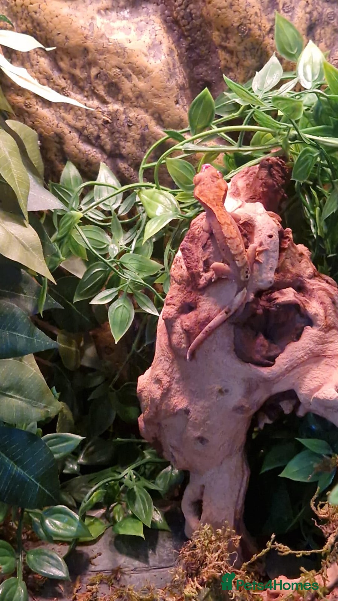 Gecko reptiles for sale: Gecko and vivarium  - Image 3