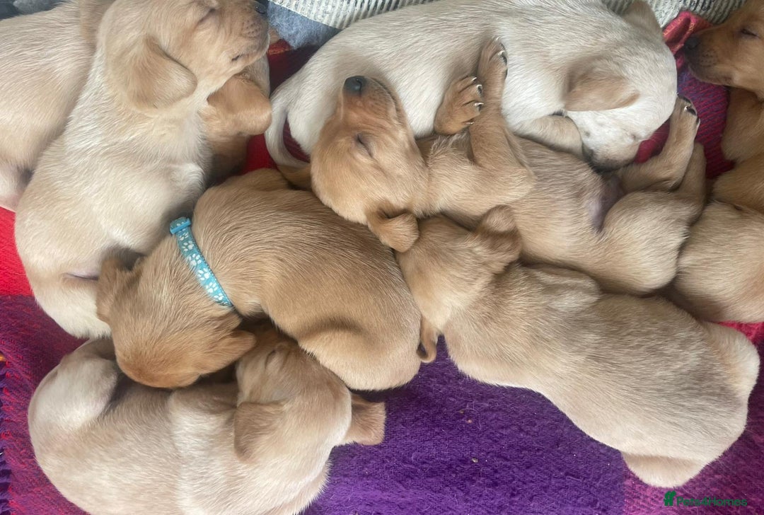 Labrador Retriever dogs for sale: 4 x  Yellow Male KC Labradors left - Advert 5