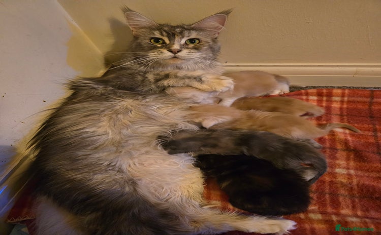 Maine Coon cats - Advert 4