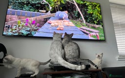 British Shorthair cats for sale: Beautiful British Shorthair Kittens... - Image 1