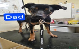 Mixed Breed dogs for sale: Girl TRI- due to unforseen circumstances - Image 11