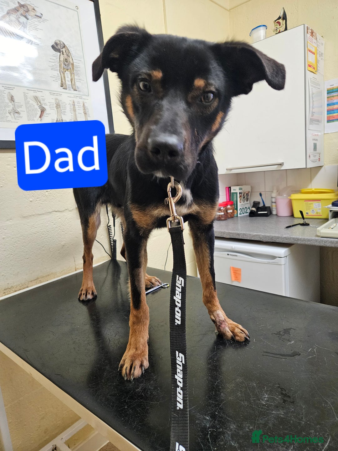 Mixed Breed dogs for sale: Girl TRI- due to unforseen circumstances - Image 11