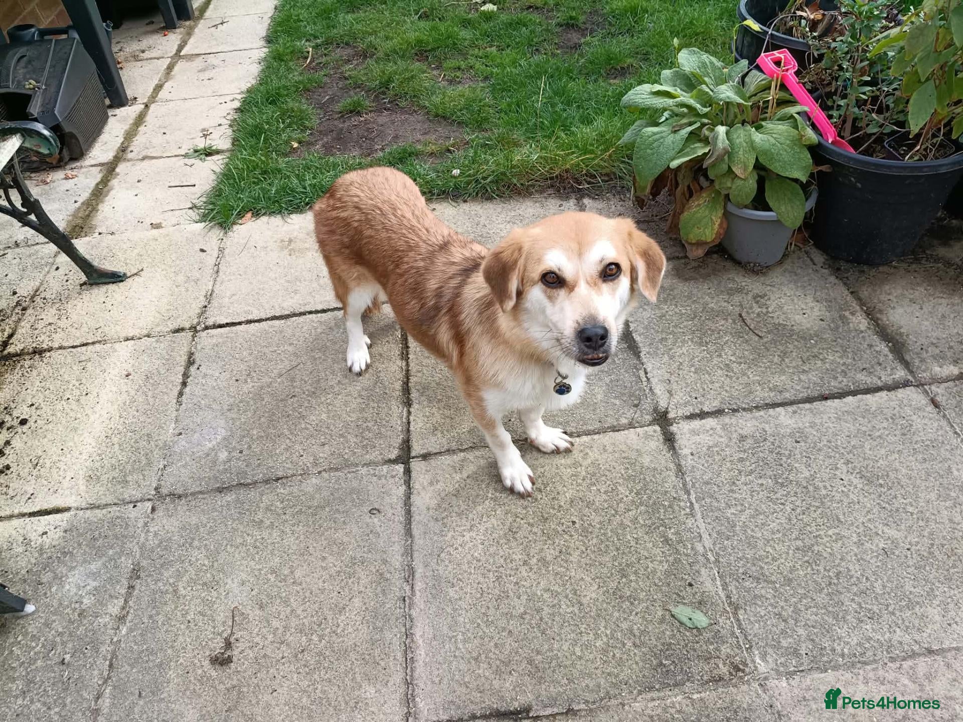 Mixed Breed dogs Malika for adoption - Advert 1
