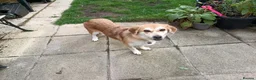 Mixed Breed dogs for adoption: Malika for adoption in Bedford - Advert 1