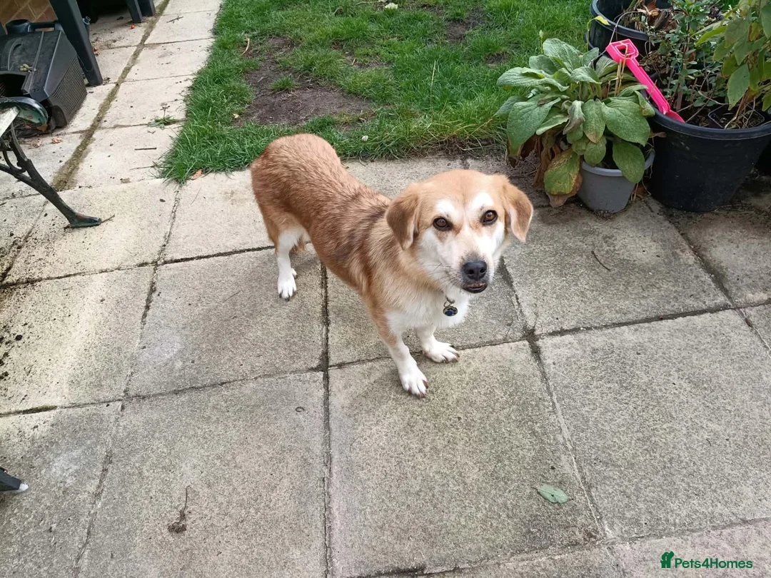 Mixed Breed dogs for adoption: Malika for adoption in Bedford - Advert 1
