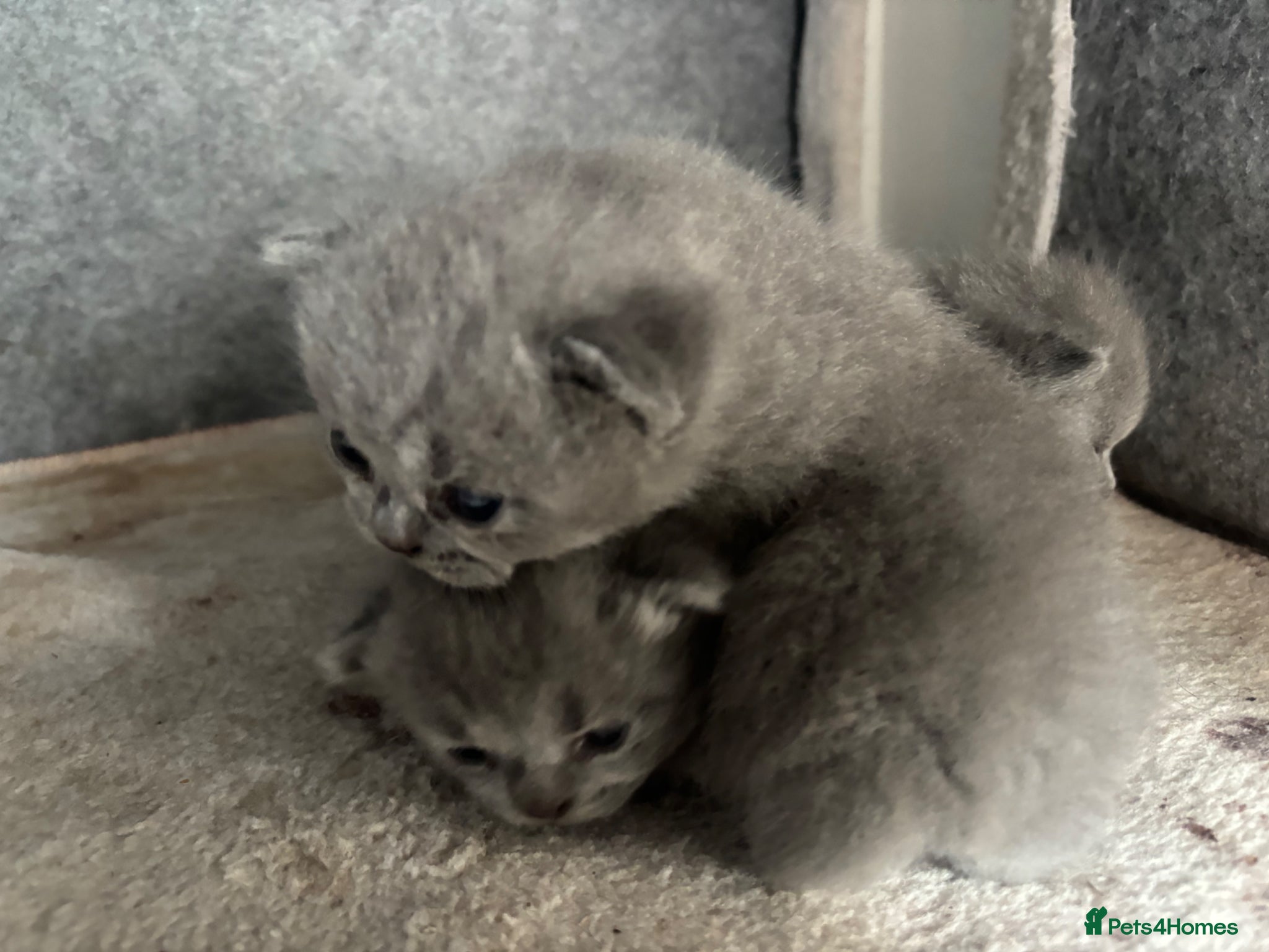 British Shorthair cats for sale: 1 beautiful British Blue - Advert 8