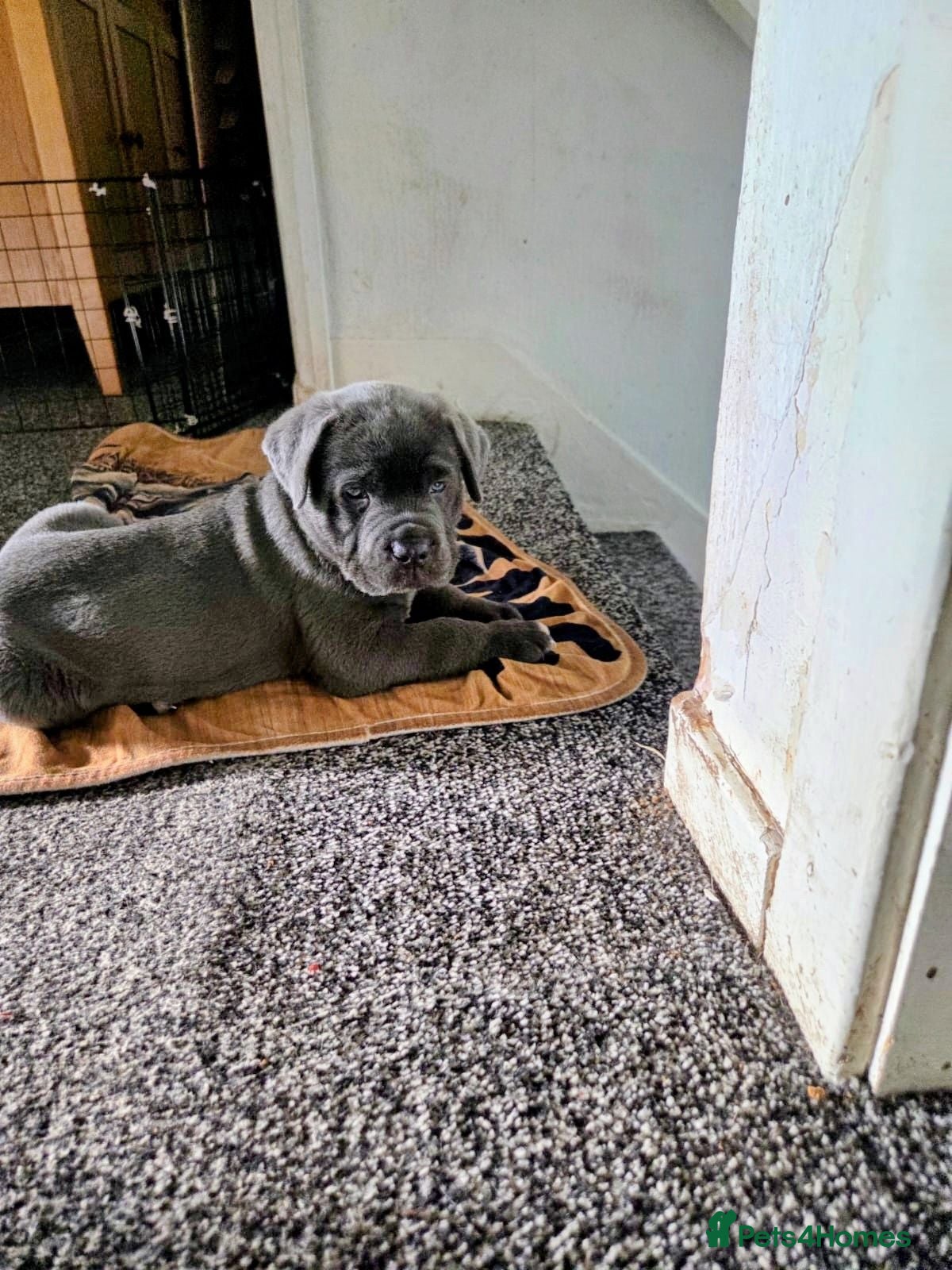 Cane Corso dogs 8 Beautiful Cane Corso Pups  - Advert 5