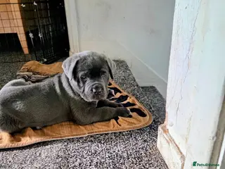 Cane Corso dogs 8 Beautiful Cane Corso Pups - Advert 5