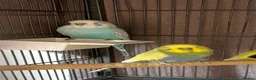 Budgerigars birds for sale: Baby budgies and baby finches  - Advert 4
