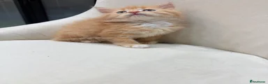 Maine Coon 1