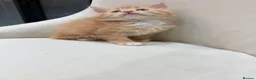 Maine Coon cats for sale: 🧡fluffy Ginger Maine Coon ready for a loving home - Advert 4