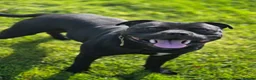 Staffordshire Bull Terrier dogs for stud: Best black stud - Advert 3