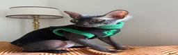 Sphynx cats for sale: Our beloved sphynx siblings  - Advert 8